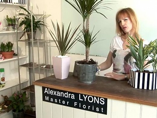 How To Care For A Dragon Tree Plant