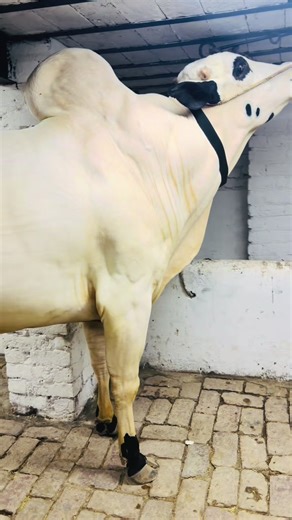 Deradsohaib Beauty TikTok Transformation
