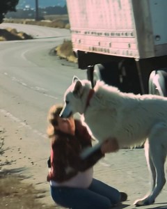 1.3M views · 5.1K reactions | My dog SAVED our neighbor who HATED...