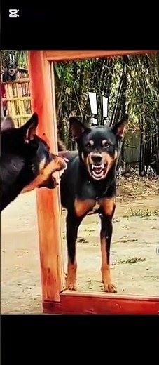 Viral Dog Prank Gone Wrong 😳 | Funniest Animal Reactions 2025
