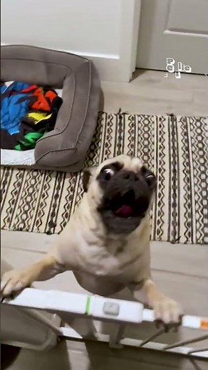 Super Crazy Pets | FUNNIEST Animals You Have Ever Seen