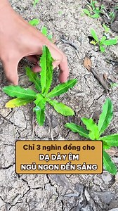 1M views · 3.1K reactions | 3 nghìn một nắm mùi tàu cho dạ dày êm ru,...