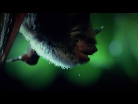Bats are Master Hunters | Deadliest Showdowns | BBC Earth