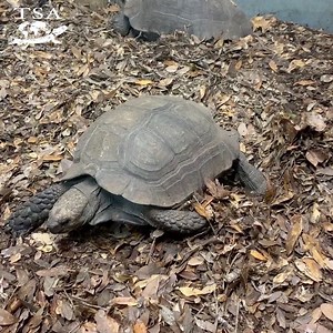 Nest Building Tortoises! Spring is definitely in the air as the female Asian Black Giant Tortoises (Manouria emys phayrei) build nests at our Turtle Survival Center. Did you know that the 2 living species of tortoises of the genus Manouria are the only two chelonians (turtles and tortoises) to actively “build” their own nests? They gather leaf litter and other debris from the forest floor to build mounds in which they deposit their eggs deep within. The heat generated by the decomposing material