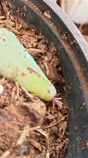 moonstone succulent plant leaf propagation successful #gardeningvideos #shorts