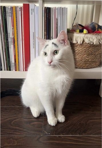 Hénri: The Thoughts of a Super Evil Cat