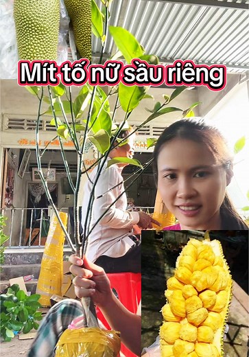 Mít tố nữ sầu riêng , cây tháp cành #caygiongdiemthi #bophoveque #xuhuong #xuhuongtiktok #mittonuvisaurieng