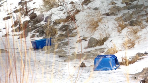 Animal cruelty charges laid in 'reprehensible' case after dead cats found under bridge