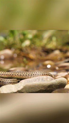 In Shangri-La, southwest China's Yunnan Province, rare footage captures the Shangri-La hot spring snake, a first-class nationally protected species. #ChorusofLife | CCTV