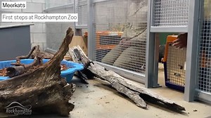 13K views · 679 reactions | Meerkats: First steps at Rockhampton Zoo Take a look at the first experience our new meerkat family had at Rockhampton Zoo. See them exploring their new night house and getting settled in. The boys are very confident, and took no time in getting used to their surroundings. They now have access to their main outdoor enclosure, and you can see them seven days a week (10am to 4pm). #RockhamptonZoo #meerkats | Rockhampton Zoo | Facebook