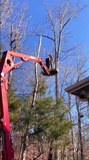 How to Remove a TREE with Aerial Articulating Boom Lift 🌲 🌲 #forestry #shorts #shortsvideo