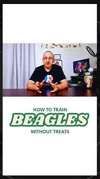 HOW TO TRAIN A BEAGLE WITHOUT TREATS