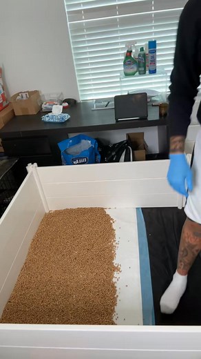 teaching the puppies to use it in the pine pellet box, part 1of potty... | All4wealthmike | Facebook