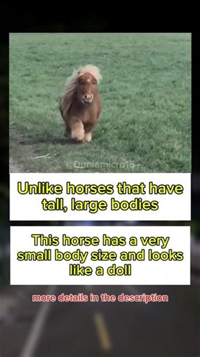 This adorable horse looks like a doll #shorts #short #viral #facts
