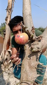 Pick up the sticker and eat the fruit #outdoors #survival #camping #bushcraft #lifehacks #sentohub | Sentopro