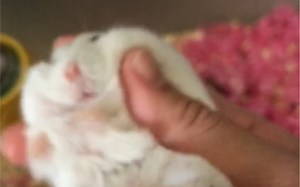 听，是prprpr和ruaruarua的声音