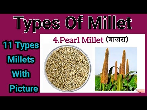Different Types Of Millet //11 Types Of Millet #millets #millet