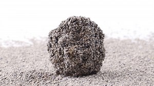 Can Dogs Get Sick From Eating Cat Poop? – Top Dog Tips