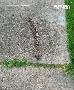 [🌍] L'étrange et magnifique vipère du Gabon ! 🇬🇦🐍 Saviez-vous que les serpents ne se déplacent pas toujours en ondulant ! La preuve avec celle-ci. La vipère du Gabon, plus grosse espèce de vipère au monde, a beau être une « tueuse »redoutable, son activité préférée reste de dormir. Fait étonnant, elle ressemble étrangement à un vrai squelette quand elle se déplace ! 💀 Elle vit dans les forêts tropicales Sub-saharienne, elle possède les plus longs crochets venimeux parmi les serpents et prod