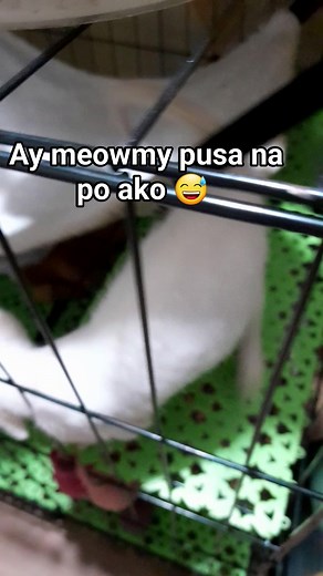 Hindi lahat ng itinapon sa basura ay walang pag-asa. My rescued kitten, Cottonton #reelsfypシ #KaponAngSolusyonHindiTapon #animallover #myhappiness #subscribe | Galivier PH Collections Puspin lover