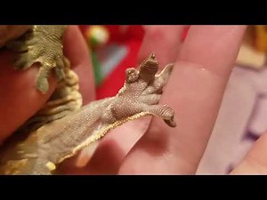 How To Help Crested Geckos With Stuck Shed