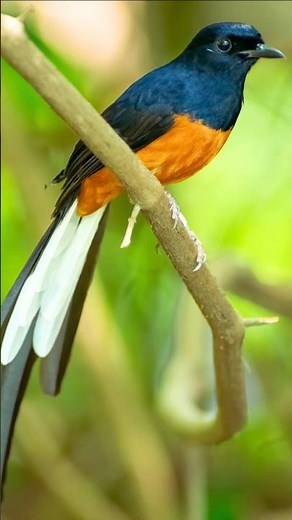 Morning Birds Singing Outdoors – Real Wild Birdsong Short | Forest & Backyard Nature Sounds