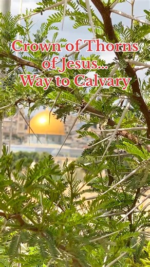 The Crown of Thorns of Jesus, that they place in His head Carrying His Cross to Calvar… | Visit Israel From Your Home