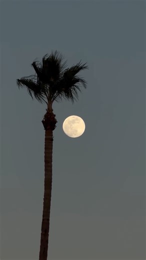 Mandrágora ad astra | 🤳🌔 #moon #moonvibes #moonvideo #moonlight | Instagram