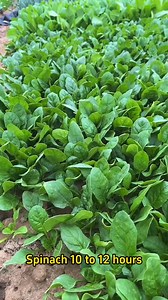 753K views · 16K reactions | Part 50 Seed soaking time table. #gardening #agriculture | Ramos Mark | Facebook