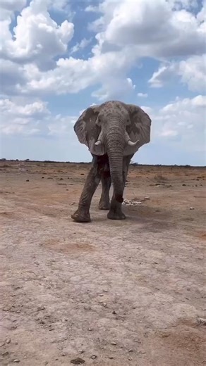Did you know? 🐘 An elephant’s skin is 2.5cm thick in most places. The folds and wrinkles in their skin can retain up to 10 times more water than flat skin does, which helps to cool them down. They keep their skin clean and protect themselves from sunburn by taking regular dust and mud baths. 🎥: @safari_steph .⁣ .⁣ .⁣ .⁣ .⁣ #elephantart #wildlifeplanet #saveelephants #wildlifephotography #elephant #wildlife #savetheelephants #elephant🐘 #elephantlove #wild #elephantfamily #elephantlover #safari