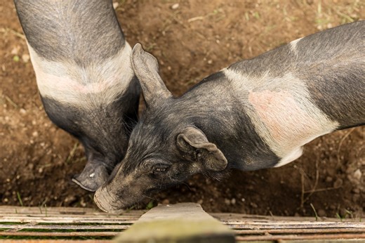 Michigan farmer fought a township to keep his pigs. After 9 years, he finally won.