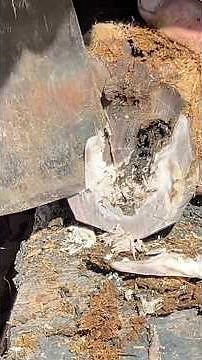 Shocking Hoof Transformation! Donkey’s Painful Foot Fixed Instantly | Donkey Doctor