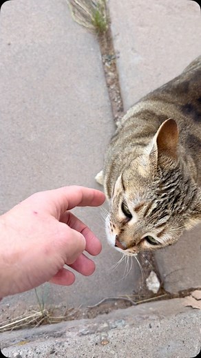 11 reactions · 5 comments | Hello kitty! | Keith Allen West | Facebook