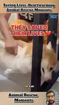 Saving Lives: Heartwarming Animal Rescue Moments 🐾❤️