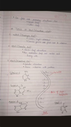 RNA structure and types of RNA