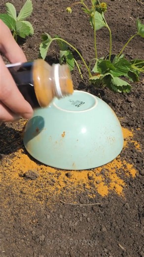 Comment se débarrasser des parasites du jardin | Brico Monsieur