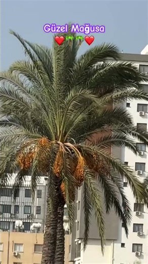 November 9, 2025 Beautiful Entrance of Famagusta 🌴 | Three Majestic Palm Trees in Northern Cyprus