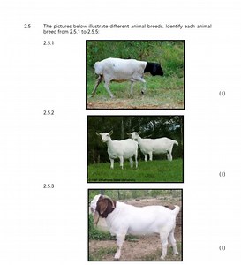 The pictures below illustrate different animal breeds. Identify... | Filo