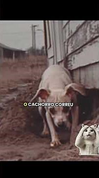 A assustadora História real de Coragem o Cão Covarde !!