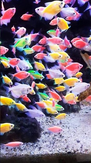 Relaxing colorful tetra fish EP 57 #tetrafish #colorfulfish #fish #aquarium #aquariumfish