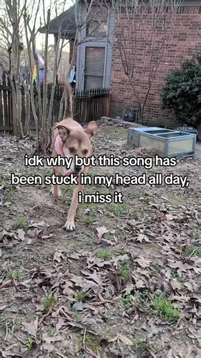 Cleaning Up the Yard for a Beautiful Lawn