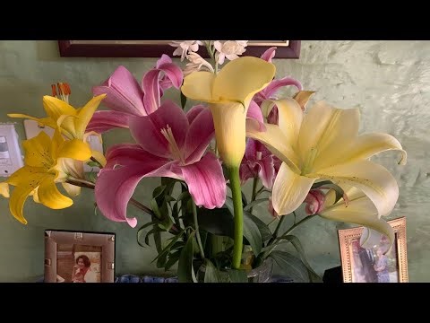 vlog mini humash gemash