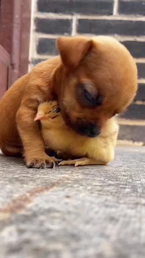 Adorable Baby Chicks and Dogs - Heartwarming Moments