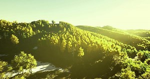 Golden sunlight illuminating lush green forest landscape at sunrise
