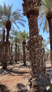 AgroCafe is joining us LIVE on Wednesday, 13th March at 11:30 AM EST We can't wait, and we know you will LOVE meeting the AgroCafe team. ☕ | Lev Haolam - Supporting Israel