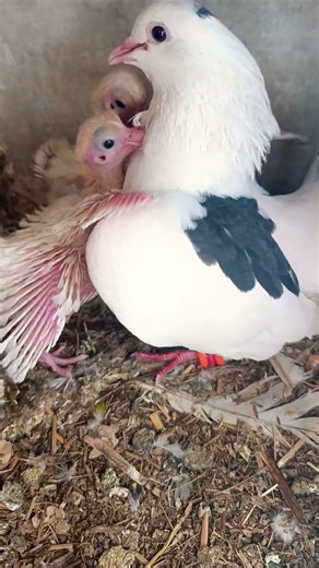 Double Feeding by Mother Pigeon 😍🕊️ | Unbelievable Love