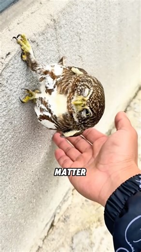 Why are owls always napping? The secret is out! 🦉😴#animals #shortfeed #funny #science #owl