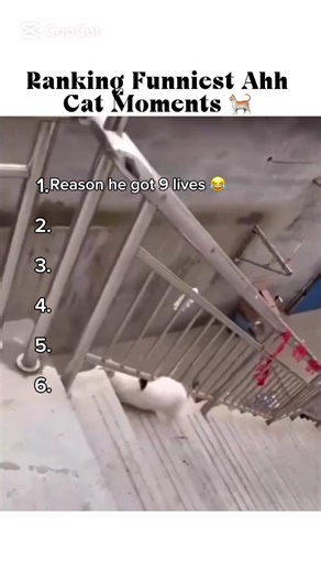 funnycatqueen على TikTok