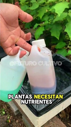 Create your OWN soilless garden and eat HEALTHIER 🥕🍅 #hydroponicslatinamerica #SoillessGrowing