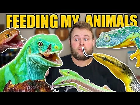 FEEDING MY ARMY OF 100+ PET REPTILES!!! Feeding ALL my PETS 2022!!